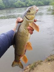 Moxostoma erythrurum