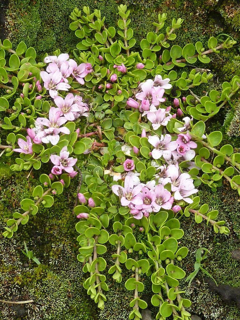 Lysimachia serpens