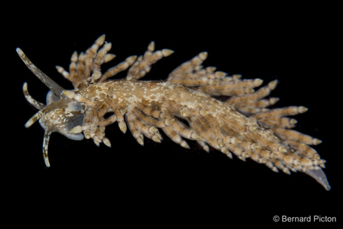 Capellinia vittata