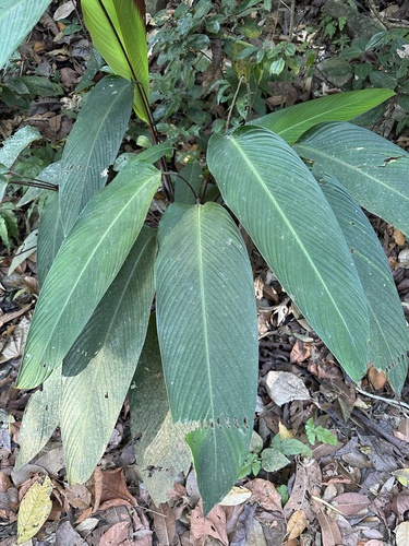 Pleiostachya pruinosa, photograph 5