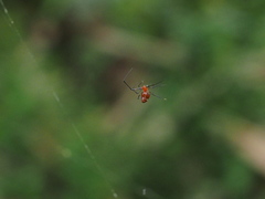 Argyrodes miniaceus