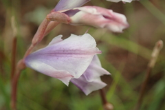 Gladiolus densiflorus