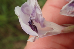 Gladiolus densiflorus
