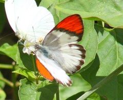 Colotis annae annae