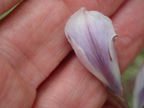 Image of Gladiolus densiflorus by no rights reserved