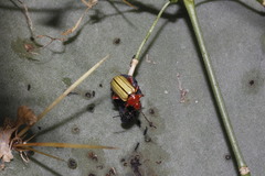 Disonycha stenosticha