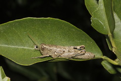 Phaulotettix