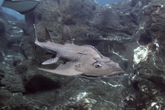 Bowmouth Guitarfish photo 4