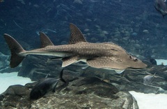 Bowmouth Guitarfish photo 5