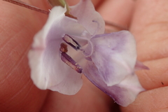 Gladiolus densiflorus