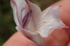 Gladiolus densiflorus