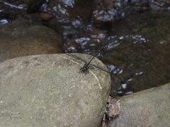 Leptogomphus sauteri formosanus