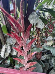 Heliconia vellerigera image