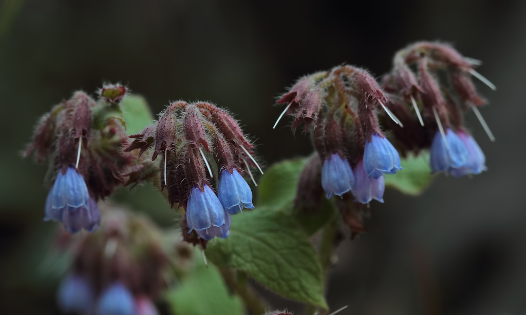Symphytum aintabicum