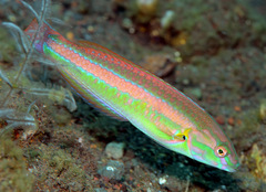 Goldstripe Wrasse photo 5