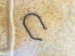 Epictia ater