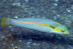 Zigzag Wrasse photo 4