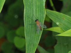 Chrysopilus ferruginosus