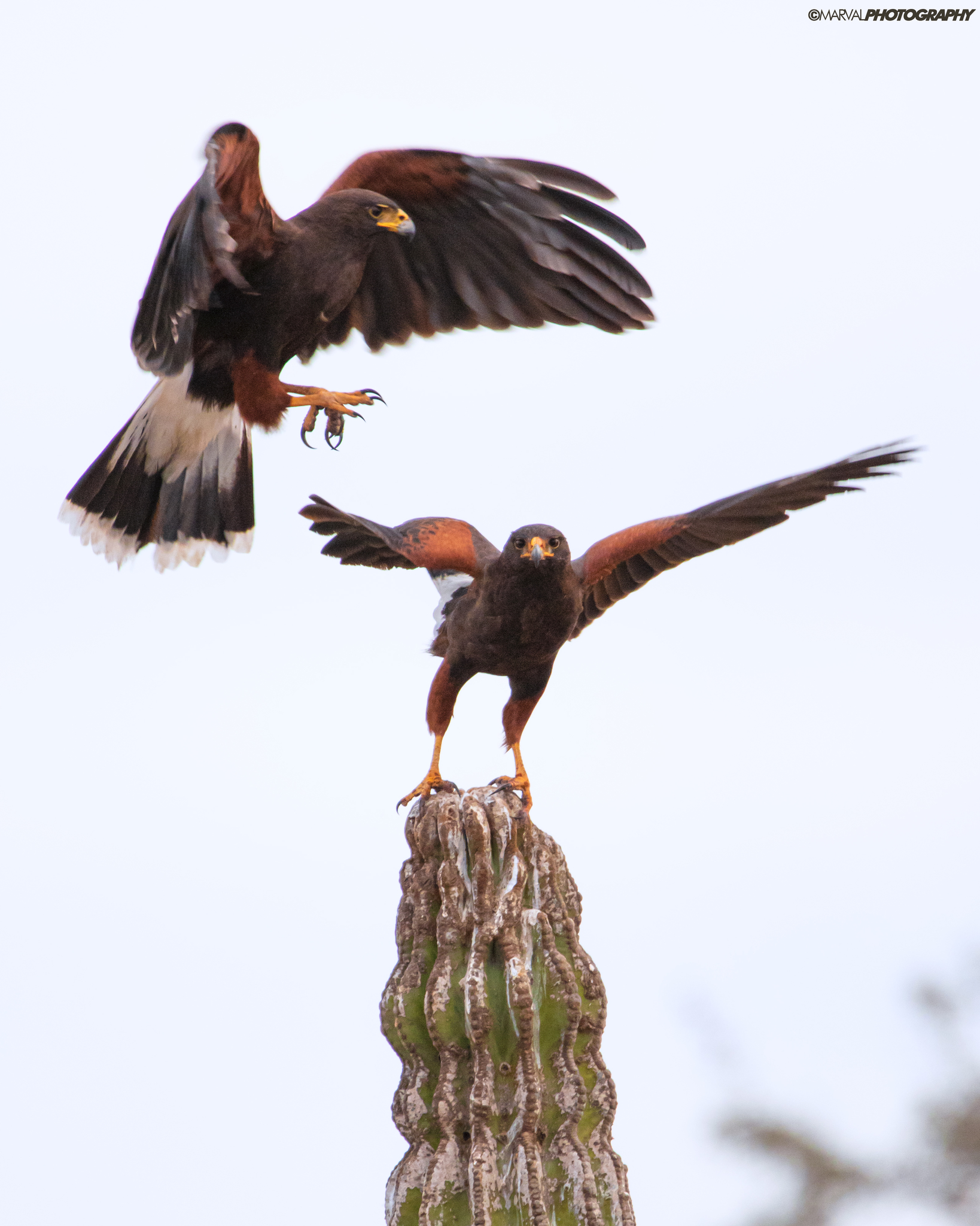 Harris's Hawk (Parabuteo unicinctus)