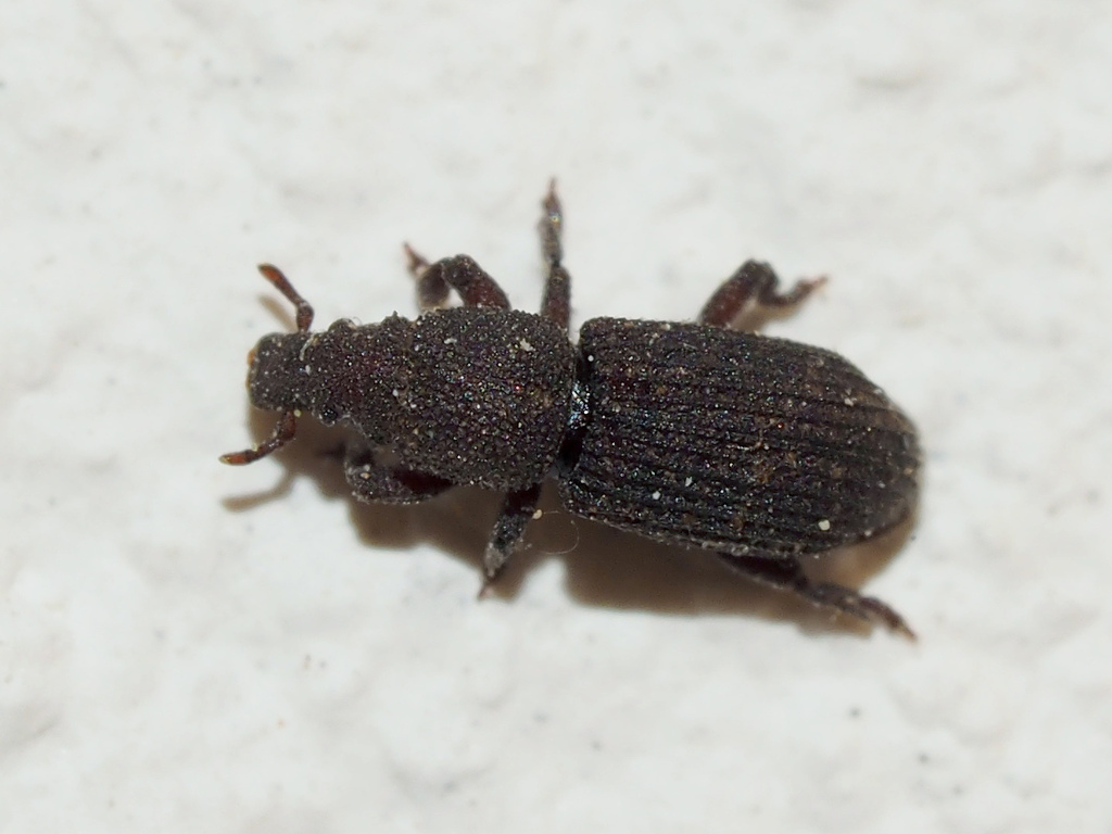 Choerorhinus squalidus
