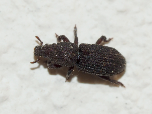 Choerorhinus squalidus