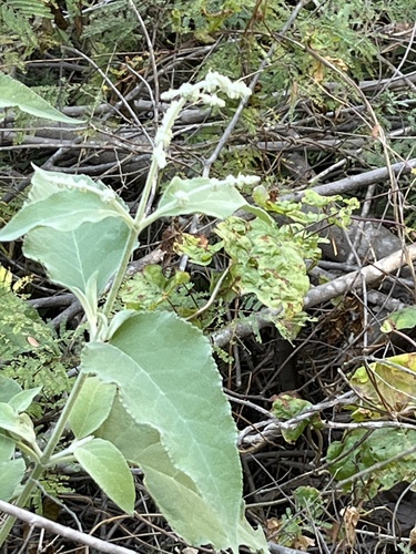 Buddleja crotonoides (Buddleja crotonoides)