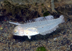 Pale Razorfish photo 3