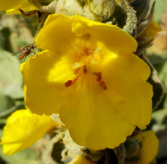 Verbascum macrurum
