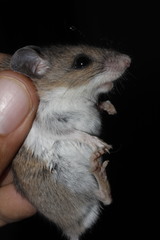 Peromyscus leucopus texanus