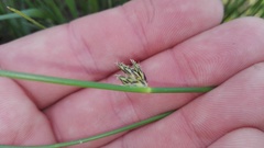 Schoenoplectus decipiens