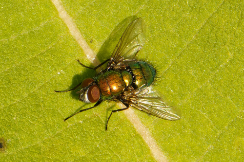 Marsh Greenbottle Fly photo 5
