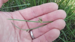 Schoenoplectus decipiens