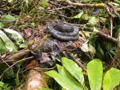 Simalia amethistina
