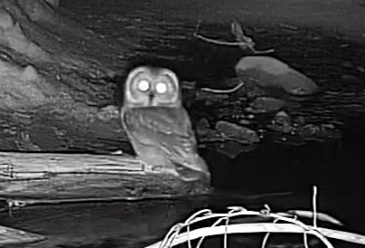 Northern Saw-whet Owl photographed in Nebraska