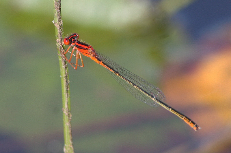 Scarlet Bluet