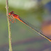 Scarlet Bluet - Photo (c) Diana-Terry Hibbitts, some rights reserved (CC BY-NC), uploaded by Diana-Terry Hibbitts