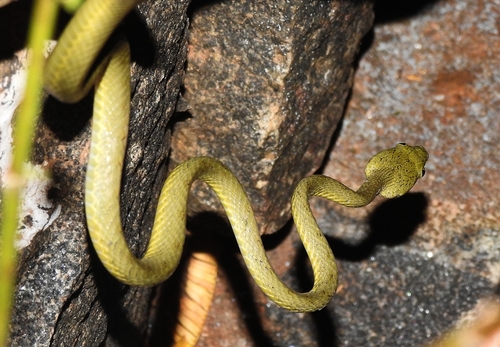 Photo of a Yellow-green Cat Snake (Boiga flaviviridis)