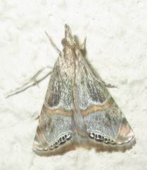 Euchromius discopis