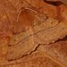 Colotois pennaria - Photo (c) nutmeg66,  זכויות יוצרים חלקיות (CC BY-NC-ND)