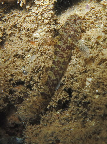 Ladd's frillfin goby (Bathygobius laddi) — Gobiidae