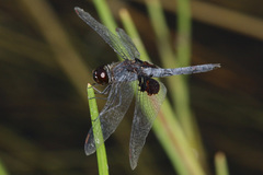 Celithemis martha