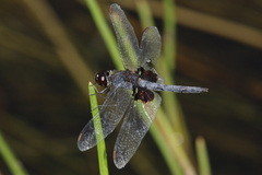 Celithemis martha
