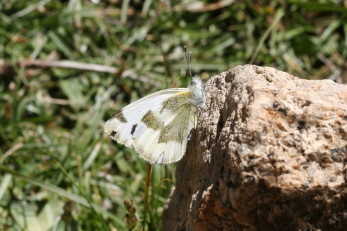 Subspecies Pieris krueperi devta · iNaturalist