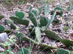 Opuntia humifusa