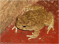 Sclerophrys mauritanica