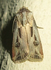 Agrotis spinifera