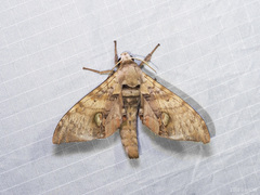 Daphnusa ocellaris