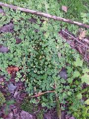 Oxalis montana image