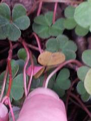Oxalis montana image