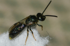 Lasioglossum bruneri